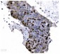 Anti-Ki67 Antibody Picoband™ (monoclonal, 5C7)